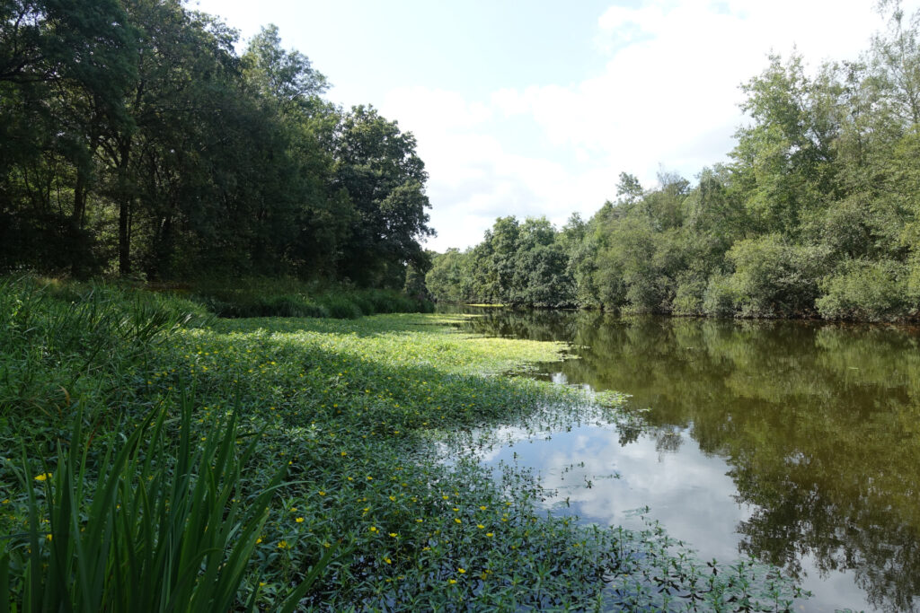 Flusslauf umgeben von Sträuchern, Bäumen und Wasserpflanzen. Alles ist sehr grün.