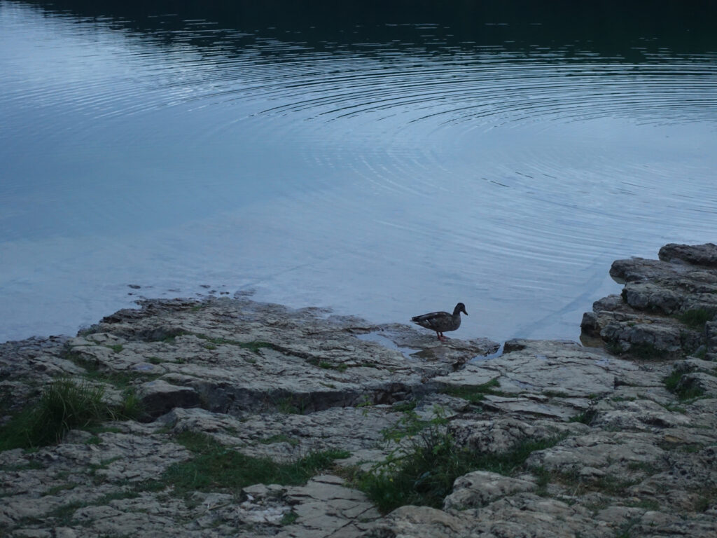 Auf dem felsigen Ufer steht eine Ente am Wasser. Im Hintergrund der See.