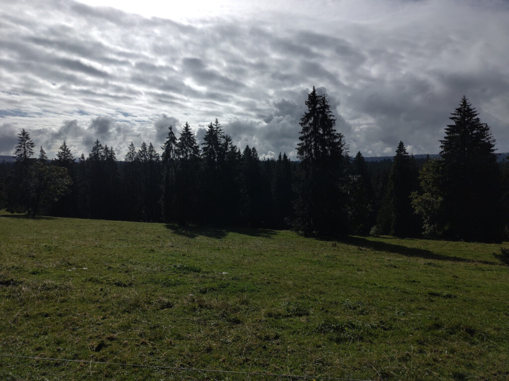 Wiese im Vordergrund, Tannenwald in der Bildmitte, Wolken und Sonne im Hintergrund.