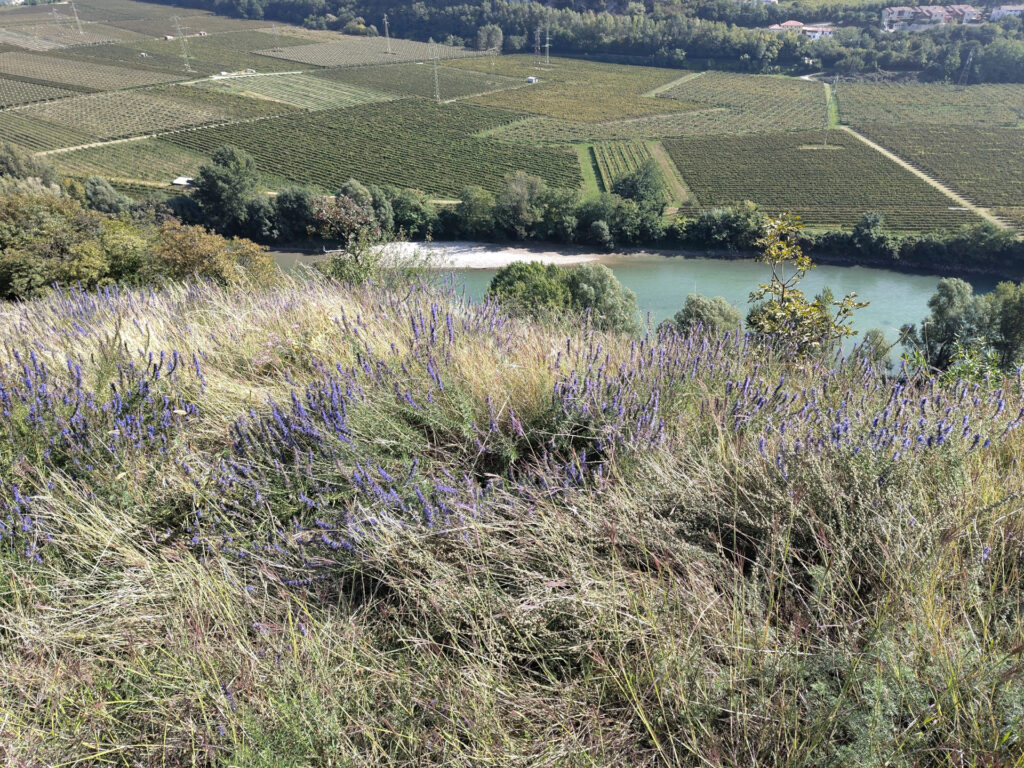 Violette kleine Blumen leuchten in einer trockenen Wiese. Im Hintergrund sieht man die Etsch durchs Tal fliessen und Felder.